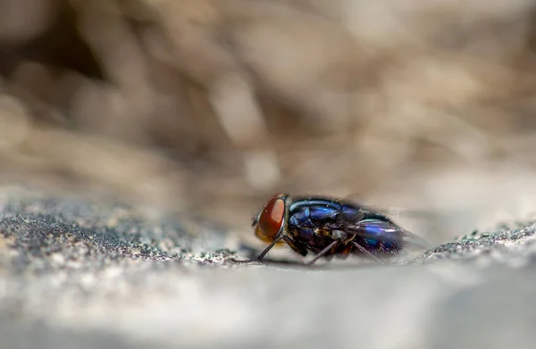 Fotografia Macro Uma Mosca Azul Sobre Uma Rocha Capturada Nas — Fotografia de Stock