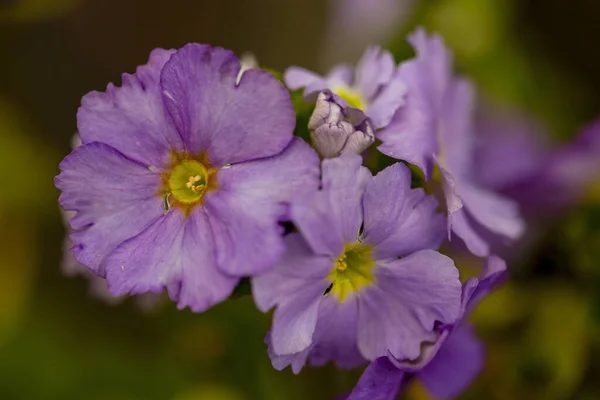 Makro Fotografia Fioletowych Kwiatów Pierwiosnka Zrobione Centralnych Andyjskich Górach Kolumbii — Zdjęcie stockowe