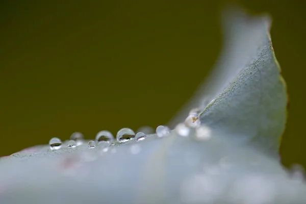 Macro Photography Dew Drops Leaf Captured Andean Mountains Central Colombia — Stock Photo, Image