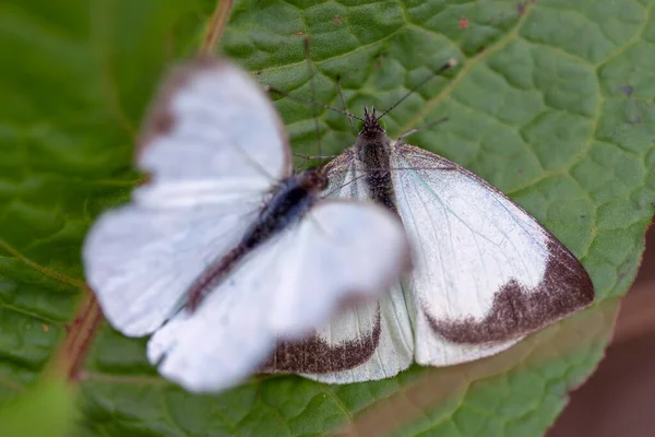 Μακρο Φωτογραφία Δύο Μεγάλων Νότιων Λευκή Πεταλούδα Διάφορα Βήματα Του — Φωτογραφία Αρχείου