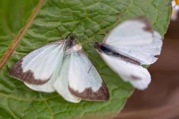 Macro Photography Two Great Southern White Butterfly Different Steps Courtship — Stock Photo, Image