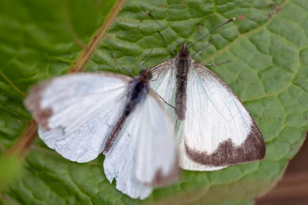 Fotografia Macro Duas Grandes Borboletas Brancas Sul Diferentes Etapas Namoro — Fotografia de Stock