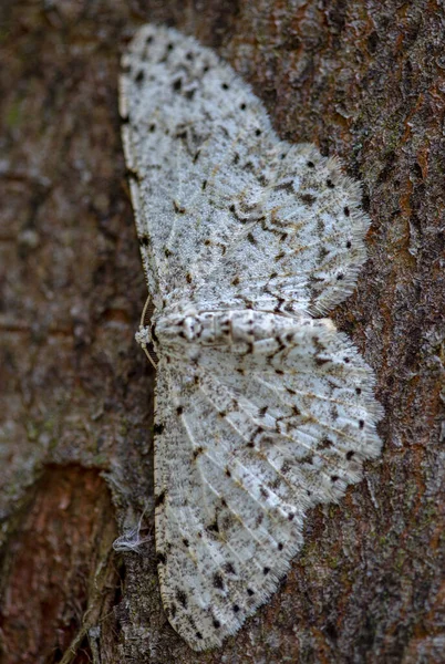 Fotografía Macro Una Polilla Blanca Salpicada Marrón Árbol Capturado Las — Foto de Stock