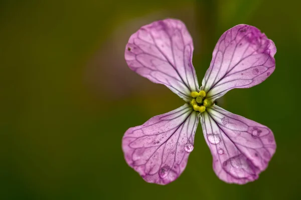 Macrofotografie Van Een Wilde Radijsbloem Bedekt Met Dauw Gevangen Het — Stockfoto