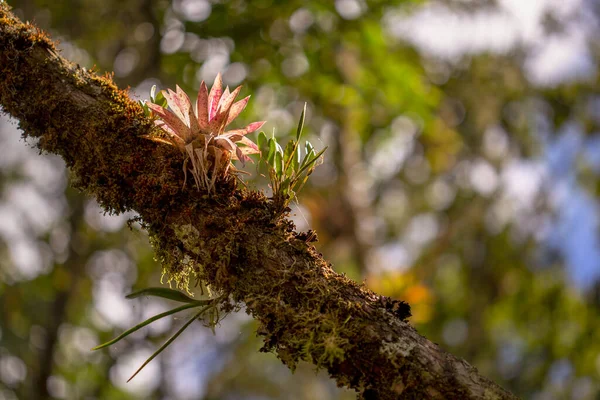 Uma Bromélia Outras Plantas Que Crescem Galho Árvore Coberto Musgo — Fotografia de Stock