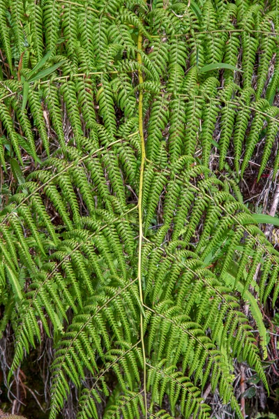 Macro photography of eagle fern fronds from the top, captured at the highlands of the Andean mountains of central Colombia.