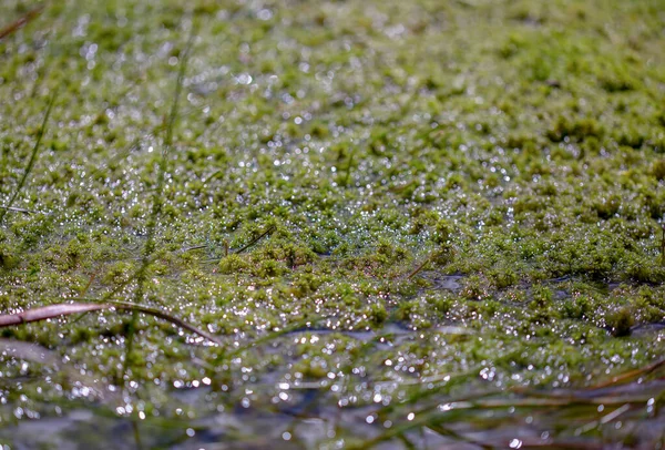 Detailní Záběr Pramene Vody Pokrytého Mechem Uprostřed Pole Křehkých Kamenů — Stock fotografie