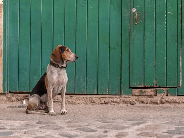 Ένα Κοπρόσκυλο Κάθεται Μπροστά Από Μια Πράσινη Πόρτα Ένα Δρόμο — Φωτογραφία Αρχείου