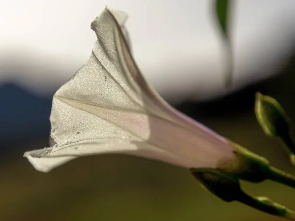 Fotografia Macro Lado Falsa Flor Silvestre Capturado Nas Terras Altas — Fotografia de Stock