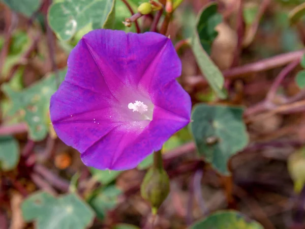 Fotografia Macro Uma Flor Glória Violeta Matinal Capturada Nas Terras — Fotografia de Stock