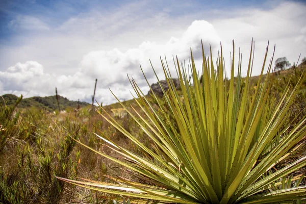 Panoramic View Teatinos Paramo Puya Plant Foreground Captured Highlands Andean — Stock Photo, Image