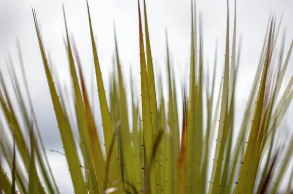 Photo Gros Plan Des Feuilles Épineuses Plante Puya Capturé Sur — Photo