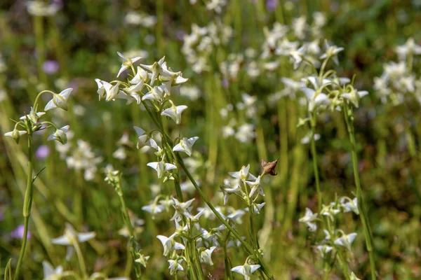 コロンビア中央部のアンデス山脈の高地にあるテアティノス パラモで撮影された小さな白い花のクローズアップ写真 — ストック写真