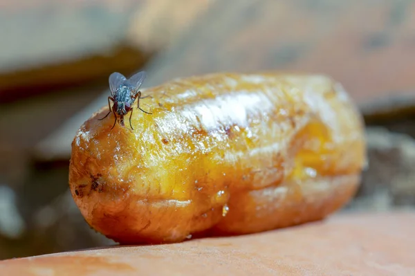 Fotografía Macro Una Mosca Alimentándose Plátano Podrido Capturado Las Tierras — Foto de Stock