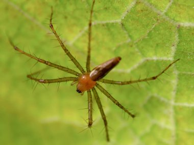 Bir bahçe örümceği yaprağın üzerinde saklanır. Görüntü, Kolombiya 'nın orta Andean dağlarındaki sömürge kasabası Villa de Leyva yakınlarındaki bir bahçede çekildi..