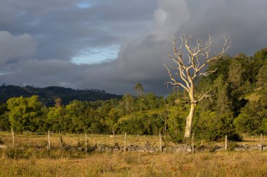 Gün batımında, bulutlu bir öğleden sonra, Kolombiya 'nın orta Andean dağlarında yakalanan ölü bir ağaç.