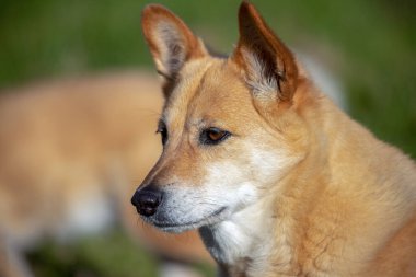 Melez bir köpeğin yakın plan fotoğrafı. 