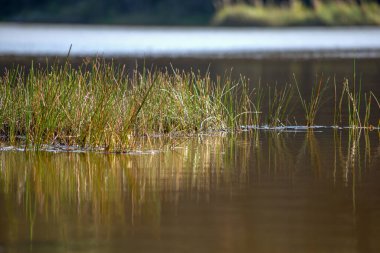 Las Coloradas lagünbatımında, Boyaca, Kolombiya merkez departmanının Gachantiva kasabası yakınlarında yakalanan bazı otlar,.