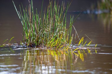 Las Coloradas lagünbatımında, Boyaca, Kolombiya merkez departmanının Gachantiva kasabası yakınlarında yakalanan bazı otlar,.