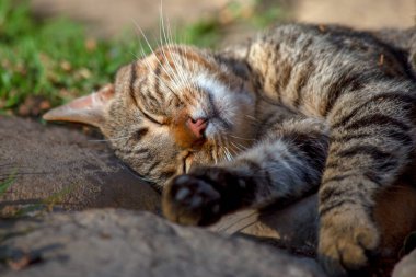 Uyuyan evcil kedilerin yakın plan fotoğrafları