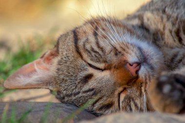 Uyuyan evcil kedilerin yakın plan fotoğrafları
