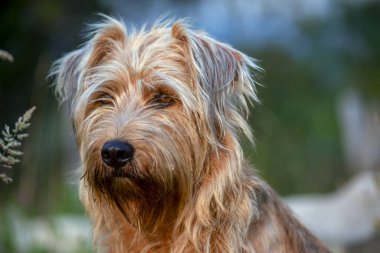 Gün batımının ışığıyla aydınlatılan melez bir köpeğin kafasının yakın plan fotoğrafı..