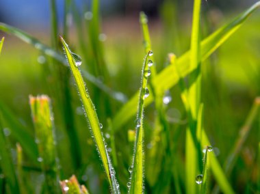Orta Kolombiya 'nın And Dağları' nda sabahın erken saatlerinde çekilen çiğ damlalarıyla kaplı çimen yapraklarının makro fotoğrafları.