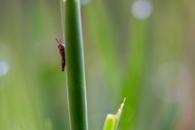 Bir çimen yaprağının arkasına gizlenmiş küçük kahverengi bir çekirgenin makro fotoğrafı. Kolombiya 'nın merkez And Dağları' nda yakalandılar..