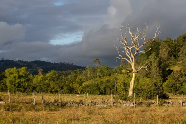 Árbol Muerto Campo Atardecer Una Tarde Nublada Capturado Las Montañas —  Fotos de Stock