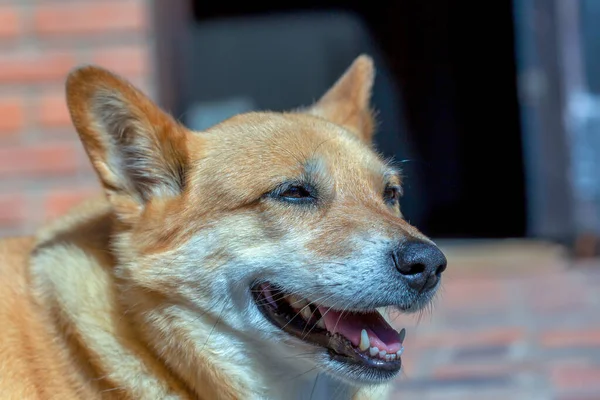 Close Fotografie Van Een Bastaardhond — Stockfoto