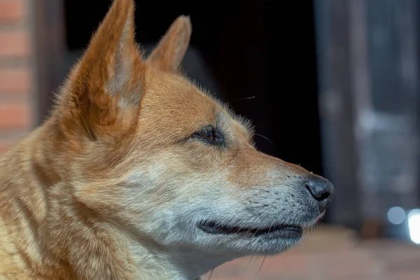 Närbild Fotografi Blandhund — Stockfoto