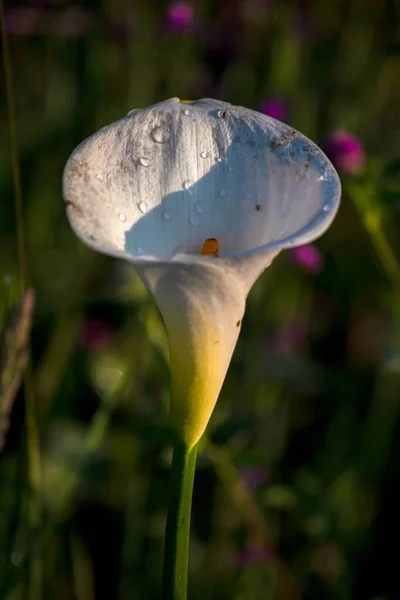 Nahaufnahme Einer Arum Lilienblüte Mit Einigen Regentropfen Aufgenommen Frühen Morgen — Stockfoto