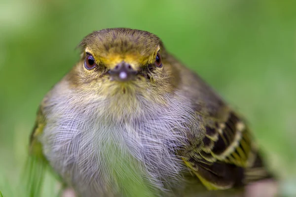 Macro Fotografia Piccolo Uccello Tirannuleto Dalla Faccia Dorata Catturato Sugli — Foto Stock