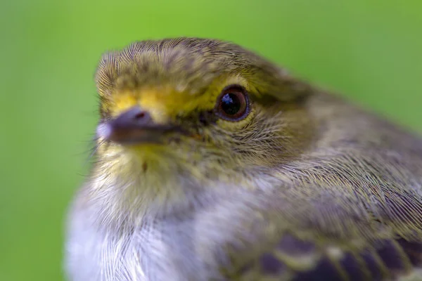 Macro Fotografia Piccolo Uccello Tirannuleto Dalla Faccia Dorata Catturato Sugli — Foto Stock