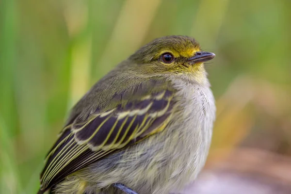 Macro Fotografia Piccolo Uccello Tirannuleto Dalla Faccia Dorata Catturato Sugli — Foto Stock