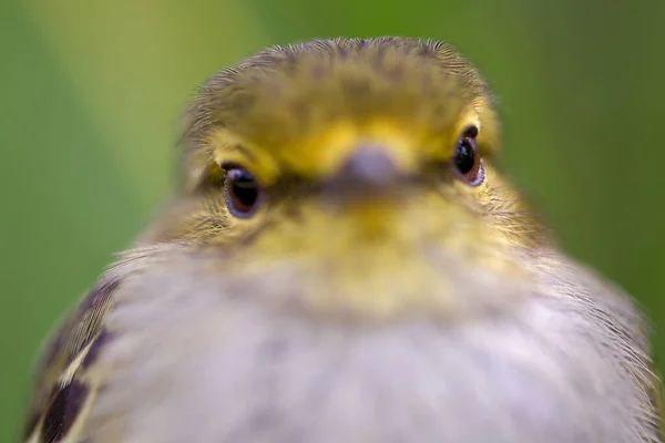 Macro Fotografia Piccolo Uccello Tirannuleto Dalla Faccia Dorata Catturato Sugli — Foto Stock
