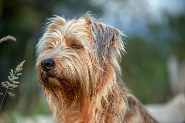 Gün Batımının Işığıyla Aydınlatılan Melez Bir Köpeğin Kafasının Yakın Plan — Stok fotoğraf