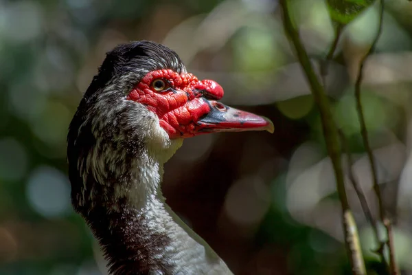 Fotografía Cerca Cabeza Pato Exótico Capturado Las Tierras Altas Cerca —  Fotos de Stock