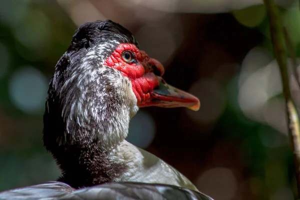 Fotografía Cerca Cabeza Pato Exótico Capturado Las Tierras Altas Cerca —  Fotos de Stock