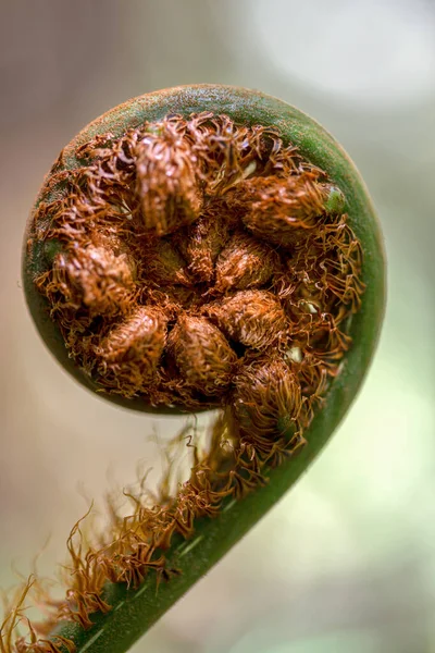 Macro Fotografia Una Foglia Felce Arborea Catturata Una Foresta Nativa — Foto Stock