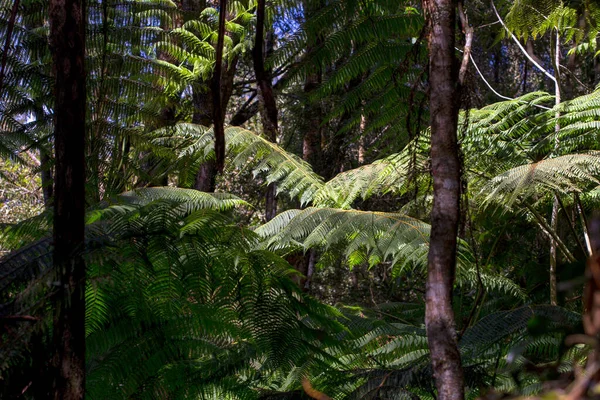 Tree Fronds Growing Native Forest Mountains Town Arcabuco Department Boyaca — Stock Photo, Image