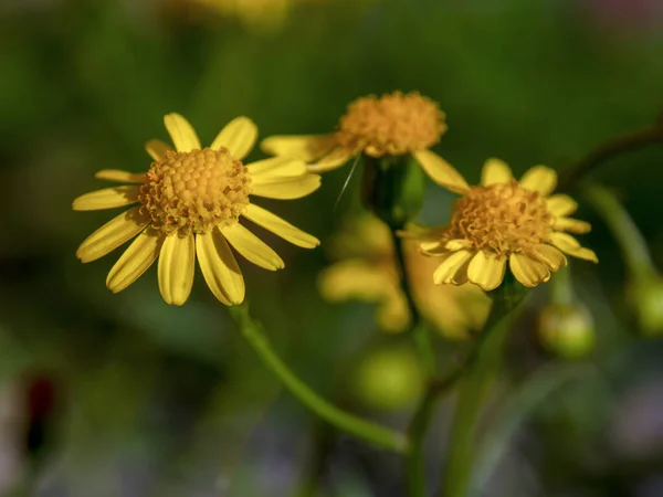 Macro Fotografie Van Een Tarweed Kleine Gele Wilde Bloem Gevangen — Stockfoto