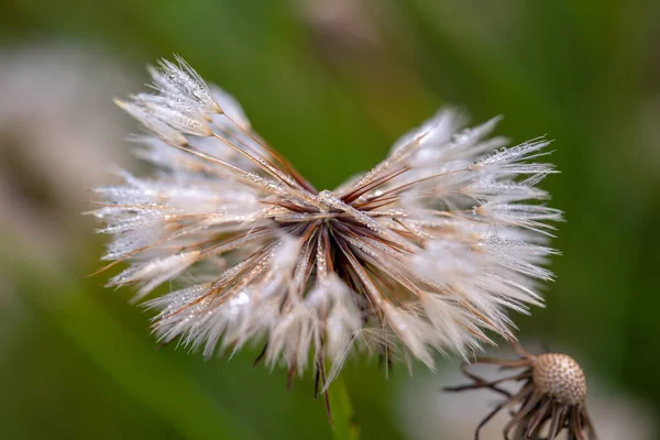 Makrofotografie Eines Löwenzahnkopfes Der Mit Tautropfen Bedeckt Ist Aufgenommen Den — Stockfoto