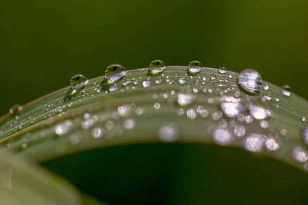 Macro Fotografie Van Grassprieten Bedekt Met Dauwdruppels Vroeg Ochtend Gevangen — Stockfoto