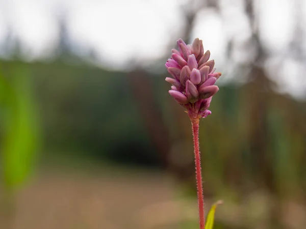 宏观摄影的一个小粉色的聪明杂草花 在哥伦比亚安第斯中部山区被捕 — 图库照片