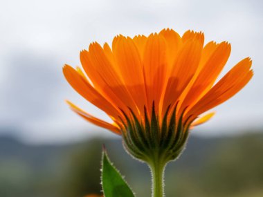 Kolombiya 'nın orta kesimindeki And Dağları' ndaki Villa de Leyva kolonisi yakınlarındaki bir bahçede yakalanan, bulutlu gökyüzüne karşı kadife çiçeğinin makrofotografı..