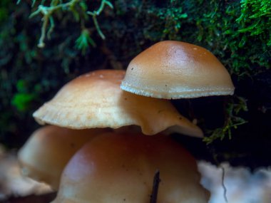 Kolombiya 'nın orta And Dağları' ndaki Villa de Leyva kolonisi yakınlarındaki bir bulut ormanında yakalanan kahverengi ağaç mantarlarının makrofotografı..