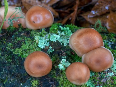 Kolombiya 'nın orta And Dağları' nın bulut ormanlarındaki kahverengi ağaç mantarlarının yakın görüntüsü. Villa de Leyva 'nın sömürge kasabası yakınlarında..