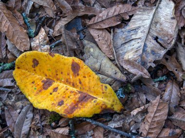 Kahverengi yaprakların üzerindeki sarı meşe yaprağının yakın görüntüsü. Kolombiya 'nın orta And Dağları' ndaki Iguaque dağının bulut ormanında yakalandılar..