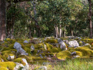 Kolombiya And Dağları 'nın ortasındaki Iguaque dağının yosunlarıyla kaplı meşe ormanı..